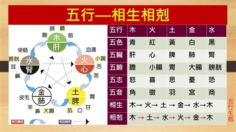 土生金感情|五行相生相剋3大重點｜了解五行，改善生活大小